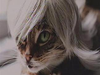 Wigged Out Kitties