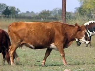 Modern-Day Cattle Rustling Stampeding Through Texas