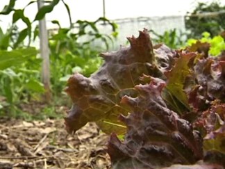 Gardeners Throw Dirt on Proposed Community Garden Rules