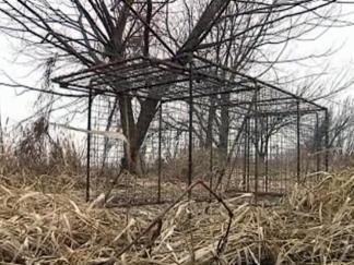 Coyote Sightings Close Rowlett Nature Trail