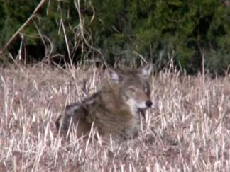 University Park's Coyote Warning