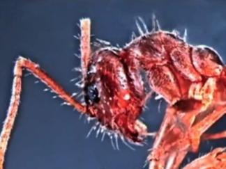 Crazy Ants Invading Texas