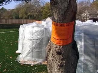 Dallas Halts Work on AstroTurfed Empty Lot