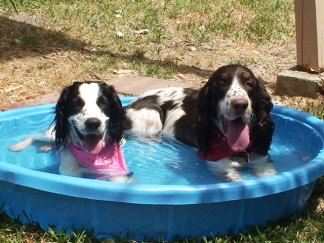 Dog Days of Summer 2010 - Gallery IV