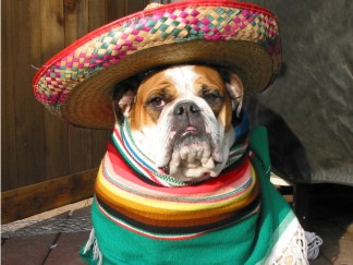 PHOTOS: Pets in Costumes