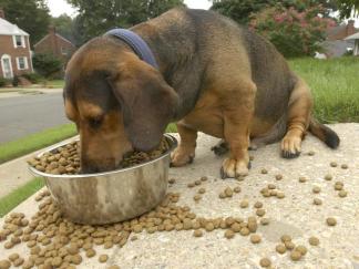 Is It Time for Your Dog to Diet?