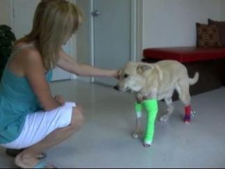 Rattlesnake Attack Leads to $10,000 Vet Bill