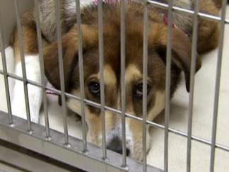 Fort Worth Adoption Center Moves Into Pet Store