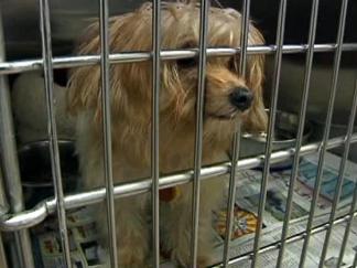 Pet Surrenders Outpacing Adoptions