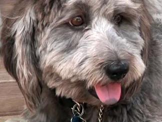 Doggie Ordinance Has Surprising Critics