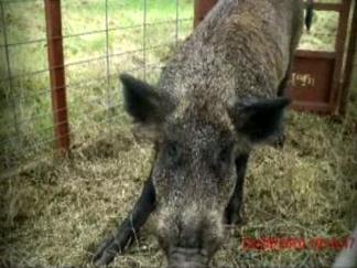 Feral Hogs Move Into Southwest Irving