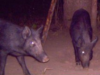 Wild hogs Take Over Suburb