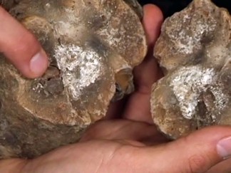 Fossils Found in Arlington Go on Display