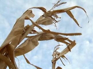 Doves Are Fair Game in Frisco