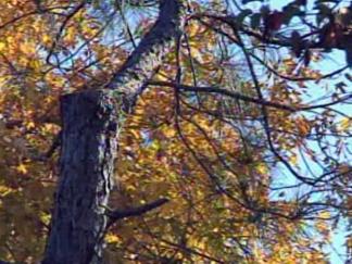 Grapevine Wants to Snip Oncor's Tree Pruning