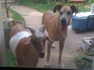 Dog, Goat Forge Unusual Friendship