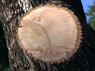 Tree "Butchering" Cuts Property Values: Lakewood Man