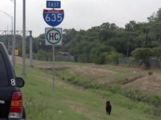 Mischievous Mutt Snarls Freeway Traffic