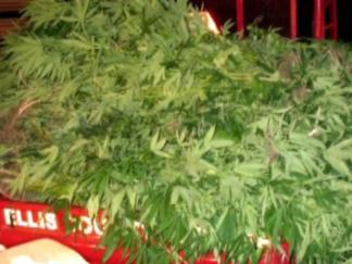 Mexican Cartels Set Up Pot Farms in Texas