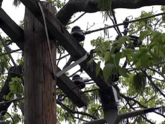 Woman to Oncor: Keep Saws Away From My Trees