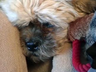 Pet Hospice