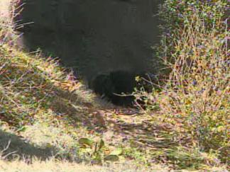 Gorilla Escapes From The Dallas Zoo