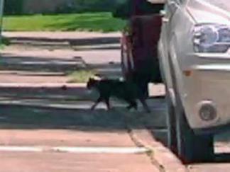 Mutilated Cats Found in Northwest Dallas