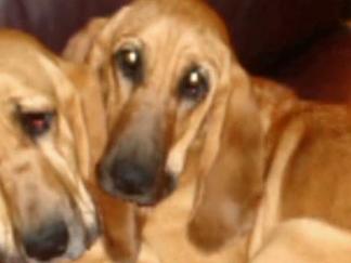 Show Dog, Puppy Poisoned in Owner's Backyard