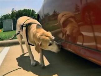 Woof, Woof! Plano Proms Get Furry Chaperones