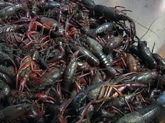 Serving Up Seafood for the Spill