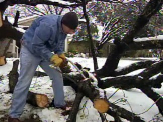 Heavy Snow Damages Trees