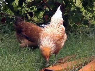 Chicken Sales Lead to Dallas Zoning Flap