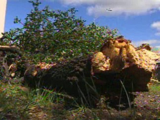 Trees Chopped To Clear Way For Park