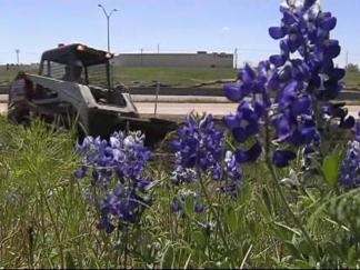 Bluebonnet Battle
