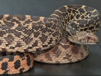 Spring Snake Season in Texas