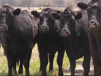 Grass-Fed Beef Right Here in Texas