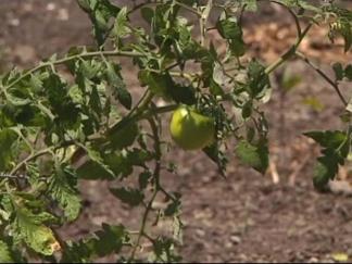 From Football to Veggies and Fruit