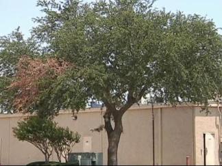 Tree Trouble in Texas