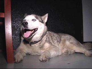 New Dallas Dog Laws