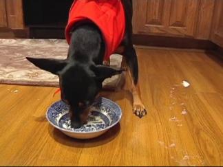 Nothing Is Too Good For Fido