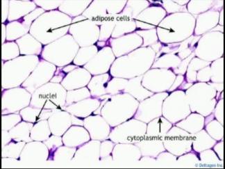 Stem Cell Treatment Sends Patients South Of The Border