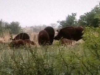 Wild Pigs Run Rampant in Texas