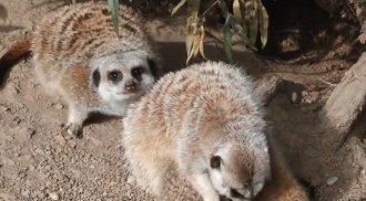 Oakland Zoo Welcomes Three Baby Meerkats