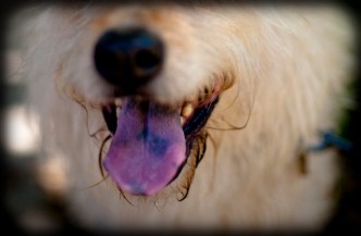 Dog Days of Summer - August 31, 2012