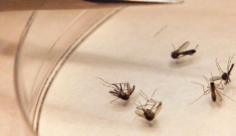 Highland Park to Begin Mosquito Spraying Friday