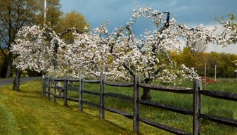 1st Look Loves: Westwind Orchard