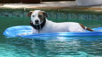 Dog Days of Summer 2011 - Gallery IX