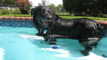Dog Days of Summer 2011 - Gallery X