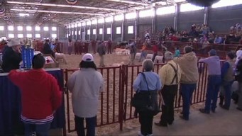 Great Weather Brings More to Stock Show