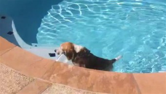 Viewer Video: Bailey Goes for a Swim
